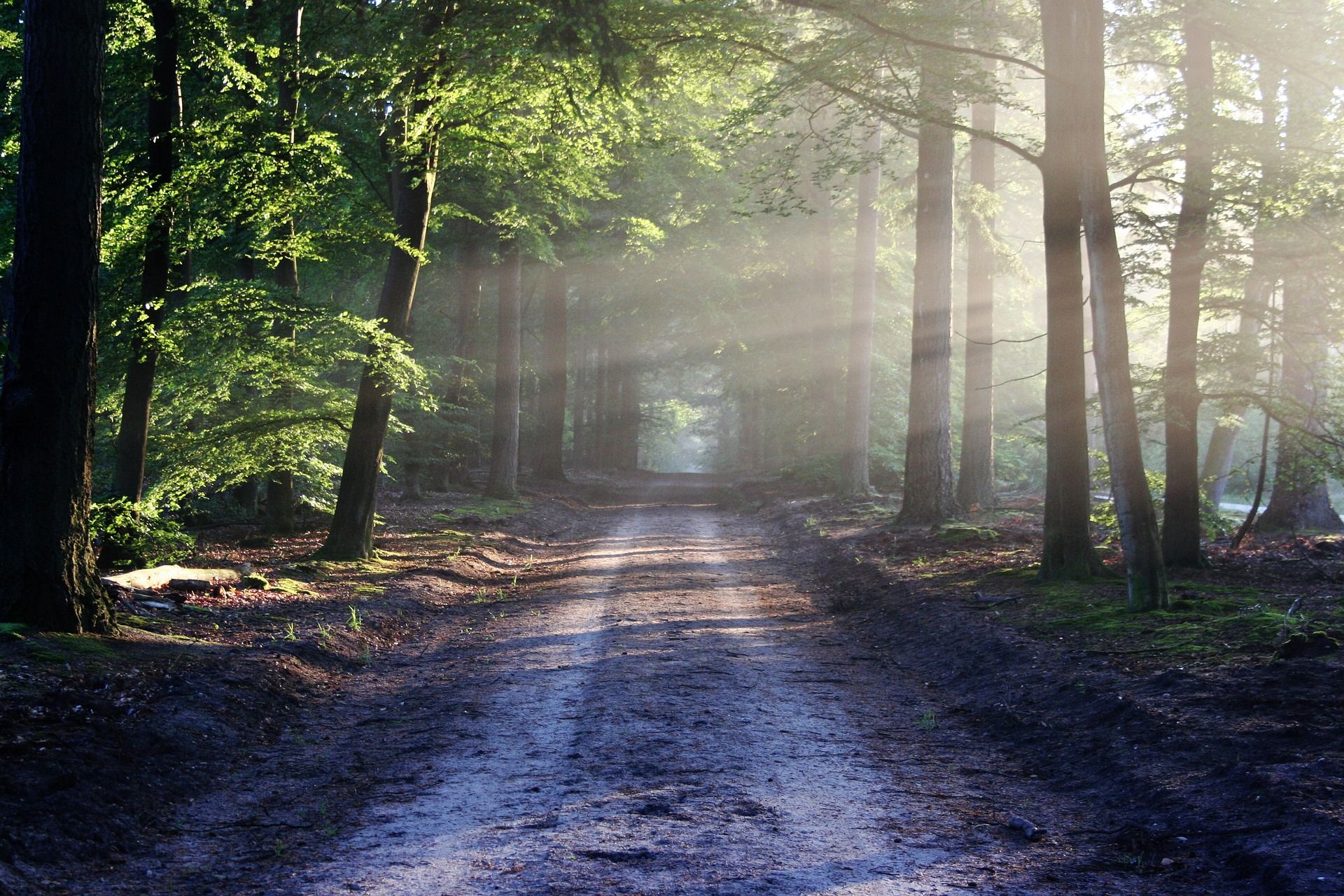 Why Being in Nature is Good for Your Mental Health